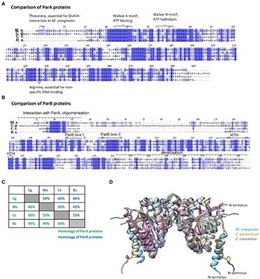 Genus-Specific Interactions of Bacterial Chromosome Segregation Machinery Are Critical for Their Function